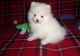 Pomeranian Puppies for sale in 18 Queens Park Crescent W, Toronto, ON M5S 2W2, Canada. price: $400