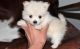 Pomeranian Puppies for sale in Rice, MN 56367, USA. price: NA