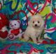 Pomeranian Puppies for sale in CA-1, Mill Valley, CA 94941, USA. price: NA