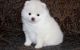 Pomeranian Puppies for sale in Brunswick, OH 44212, USA. price: NA