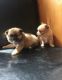 Pomeranian Puppies for sale in Erie, PA, USA. price: $500