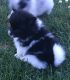 Pomeranian Puppies for sale in Bourbonnais, IL 60914, USA. price: NA