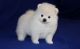 Pomeranian Puppies for sale in Abbeville, SC 29620, USA. price: NA