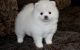 Pomeranian Puppies for sale in Louisville, KY, USA. price: NA