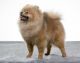 Pomeranian Puppies for sale in Los Angeles, CA 90014, USA. price: NA