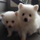 Pomeranian Puppies for sale in Warner Robins, GA, USA. price: NA