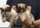 Pomeranian Puppies for sale in Merrillville, IN, USA. price: $850