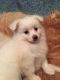 Pomeranian Puppies for sale in Florida Ave S, Lakeland, FL, USA. price: $400