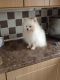 Pomeranian Puppies for sale in Florida Ave S, Lakeland, FL, USA. price: $400