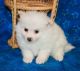 Pomeranian Puppies for sale in San Jose, CA 95113, USA. price: NA