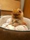 Pomeranian Puppies for sale in Albany St, Huntington Park, CA 90255, USA. price: NA