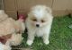 Pomeranian Puppies for sale in Tinley Park, IL, USA. price: $650