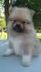 Pomeranian Puppies for sale in Dayton, OH, USA. price: $650