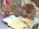 Pomeranian Puppies for sale in Seattle, WA 98185, USA. price: NA