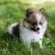 Pomeranian Puppies for sale in Norwich, CT, USA. price: NA