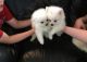 Pomeranian Puppies for sale in Petaluma, CA 94953, USA. price: $400