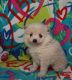 Pomeranian Puppies for sale in Nevada St, Newark, NJ 07102, USA. price: $400
