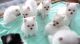 Pomeranian Puppies for sale in Framingham Cir, Pflugerville, TX 78660, USA. price: NA