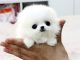 Pomeranian Puppies for sale in Delaware, OH 43015, USA. price: NA