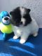 Pomeranian Puppies for sale in Florence, KY, USA. price: NA