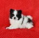 Pomeranian Puppies for sale in Vancouver, WA, USA. price: $500