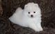 Pomeranian Puppies for sale in Vancouver, WA, USA. price: $500