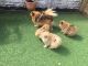 Pomeranian Puppies for sale in Atlantic Ave, New York, NY, USA. price: NA