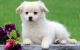 Pomeranian Puppies for sale in Manassas, VA, USA. price: NA
