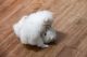 Pomeranian Puppies for sale in Birmingham, AL 35201, USA. price: NA
