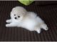Pomeranian Puppies for sale in Westerville Woods Dr, Columbus, OH 43231, USA. price: NA