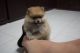 Pomeranian Puppies for sale in Bastrop, TX 78602, USA. price: NA
