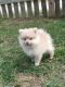 Pomeranian Puppies for sale in Omar Ave, Carteret, NJ 07008, USA. price: NA