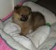 Pomeranian Puppies for sale in Florence St, Denver, CO, USA. price: $500