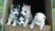 Pomeranian Puppies for sale in TX-121, Blue Ridge, TX 75424, USA. price: NA