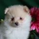 Pomeranian Puppies for sale in Omaha, NE, USA. price: $400