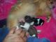 Pomeranian Puppies for sale in Chase, MI, USA. price: $800