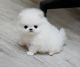 Pomeranian Puppies for sale in California Rd, Mt Vernon, NY 10552, USA. price: NA