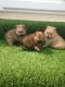 Pomeranian Puppies for sale in Florence, KY, USA. price: NA