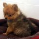 Pomeranian Puppies for sale in Cape May Court House, Middle Township, NJ 08210, USA. price: $800