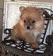 Pomeranian Puppies for sale in Warren County, NY, USA. price: NA