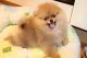 Pomeranian Puppies for sale in Baltimore, MD, USA. price: $500