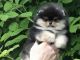 Pomeranian Puppies for sale in Atlantic County, NJ, USA. price: NA