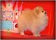 Pomeranian Puppies for sale in Herkimer County, NY, USA. price: NA