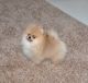 Pomeranian Puppies for sale in Lawrence County, PA, USA. price: NA