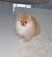 Pomeranian Puppies for sale in Madera County, CA, USA. price: NA