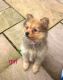 Pomeranian Puppies for sale in Madera County, CA, USA. price: NA