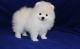 Pomeranian Puppies for sale in GA-85, Atlanta, GA, USA. price: NA