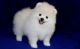 Pomeranian Puppies for sale in North Carolina Central University, Durham, NC, USA. price: NA