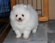 Pomeranian Puppies for sale in Rowland, PA, USA. price: NA