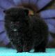 Pomeranian Puppies for sale in Jackson, MS 39212, USA. price: NA